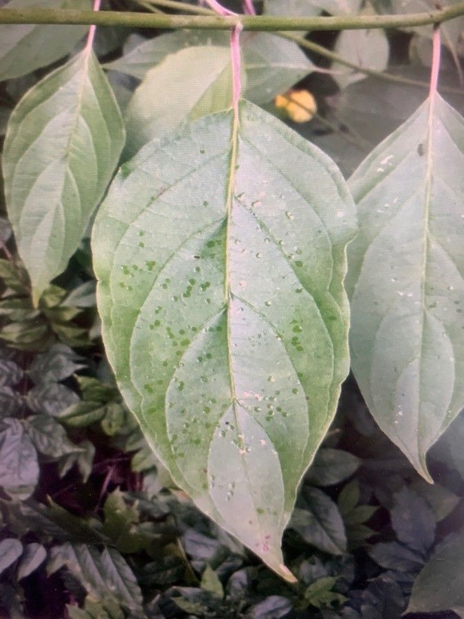 Cornus drummondii leaf
