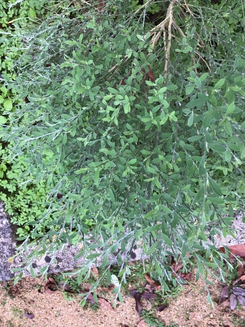 Teline maderensis leaf