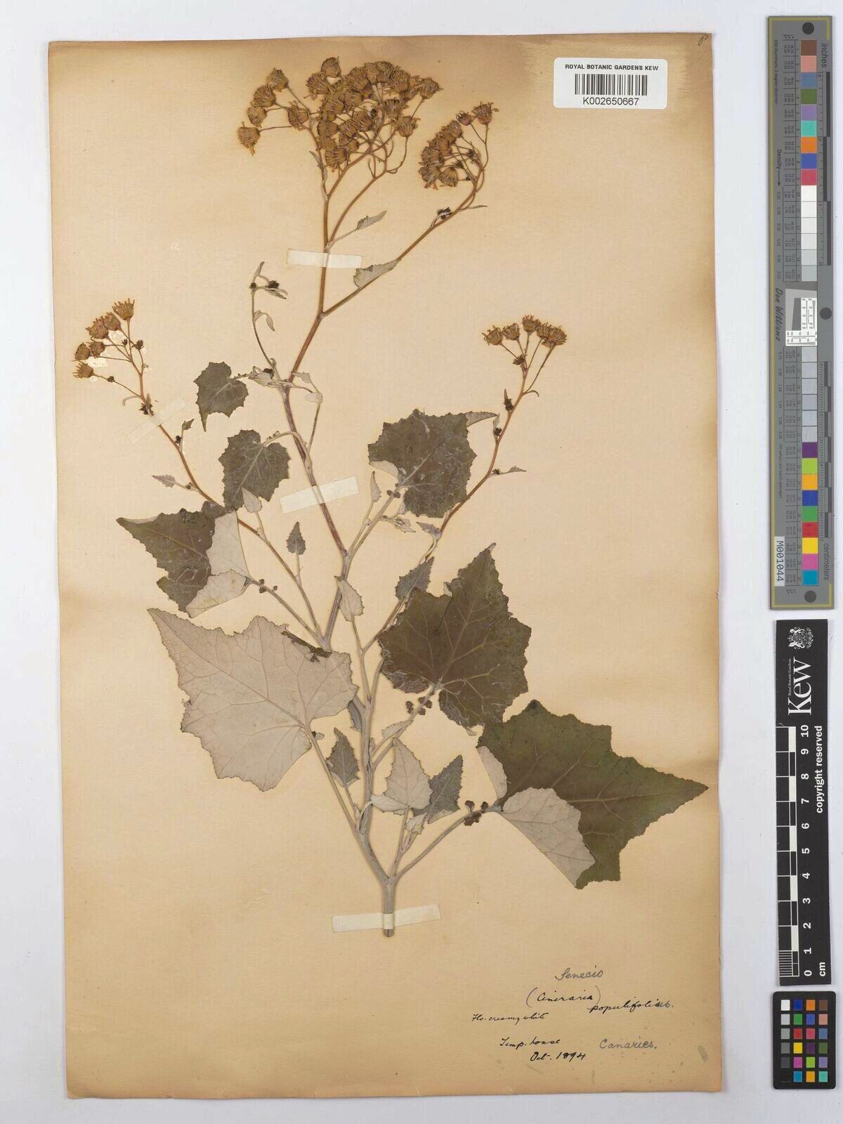 Senecio lamarckianus — houseplant care guide