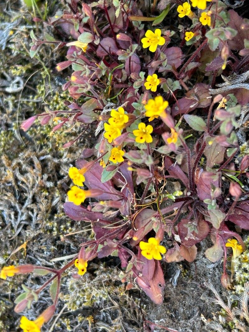 Erythranthe floribunda flower