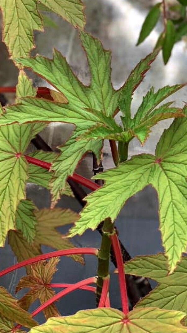 Begonia gardneri — houseplant care guide
