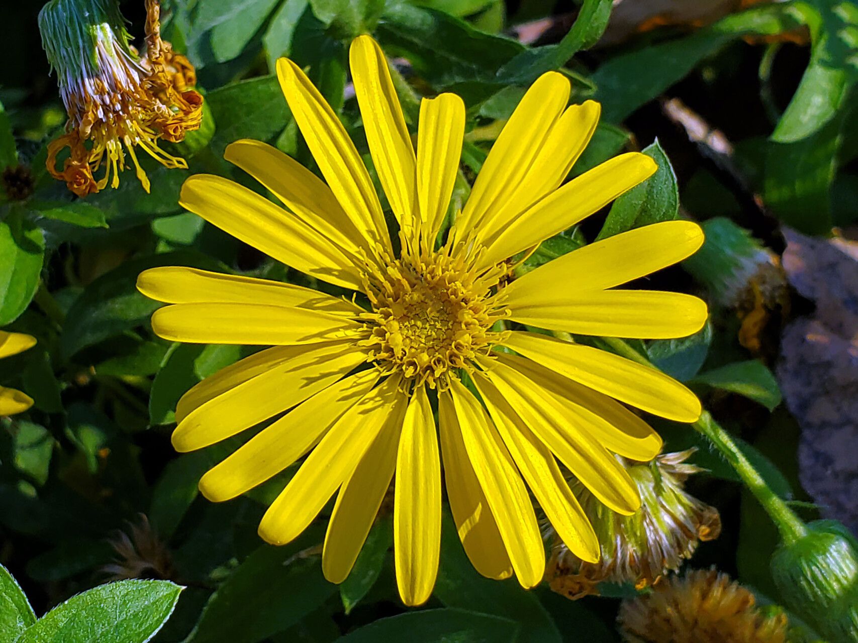 Pyrrocoma crocea flower