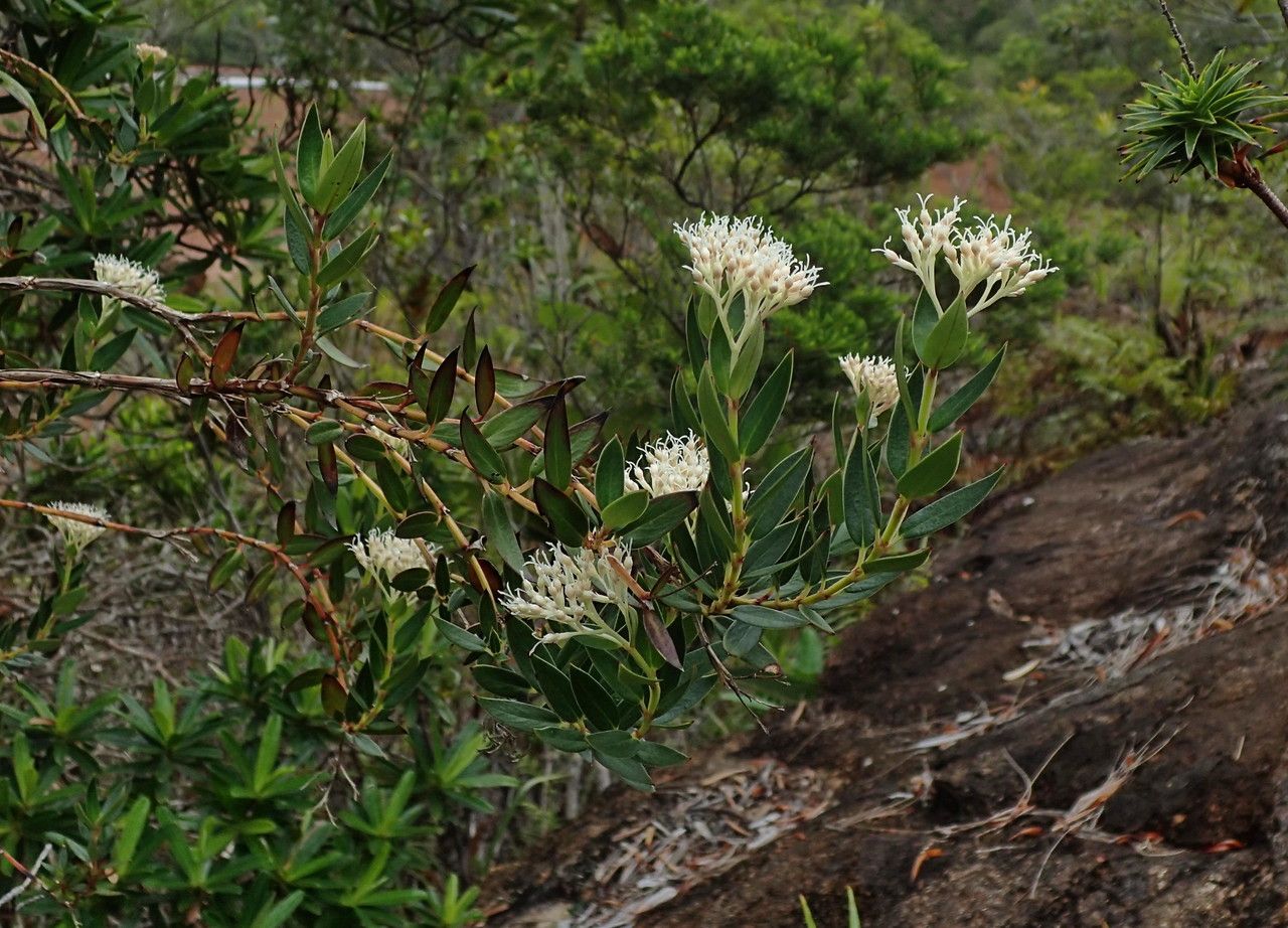 Normandia neocaledonica habit