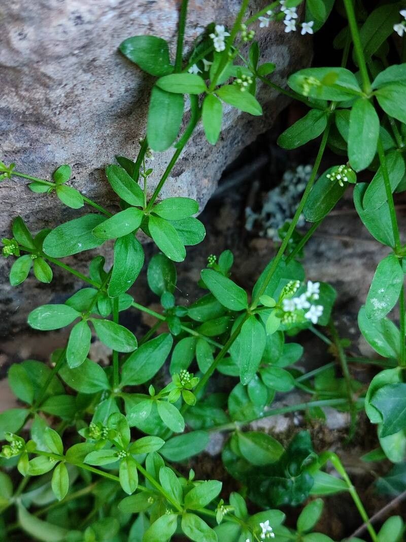 Asperula laevigata — search result for 'Asperula'