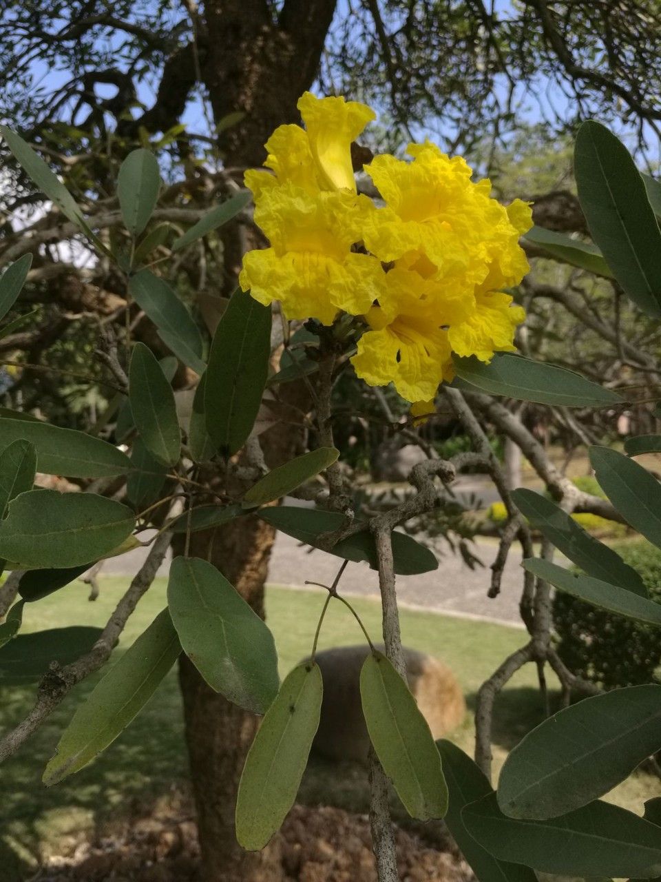 Tabebuia aurea flower