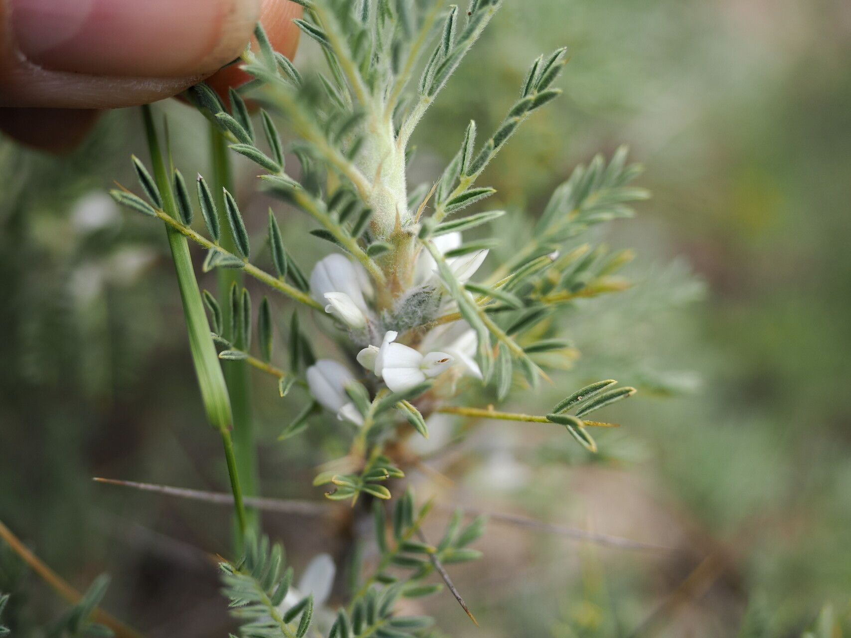 Astragalus denudatus flower