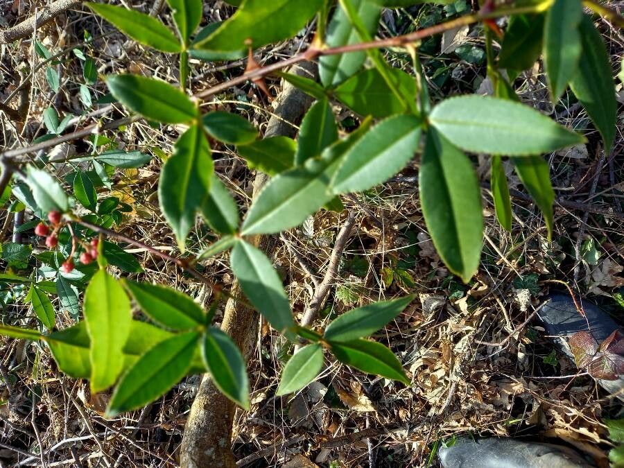 Zanthoxylum ailanthoides — related species from the same genus