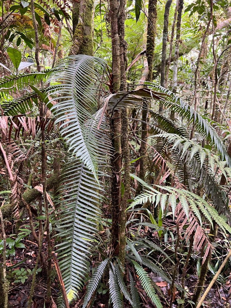 Blechnum contiguum leaf