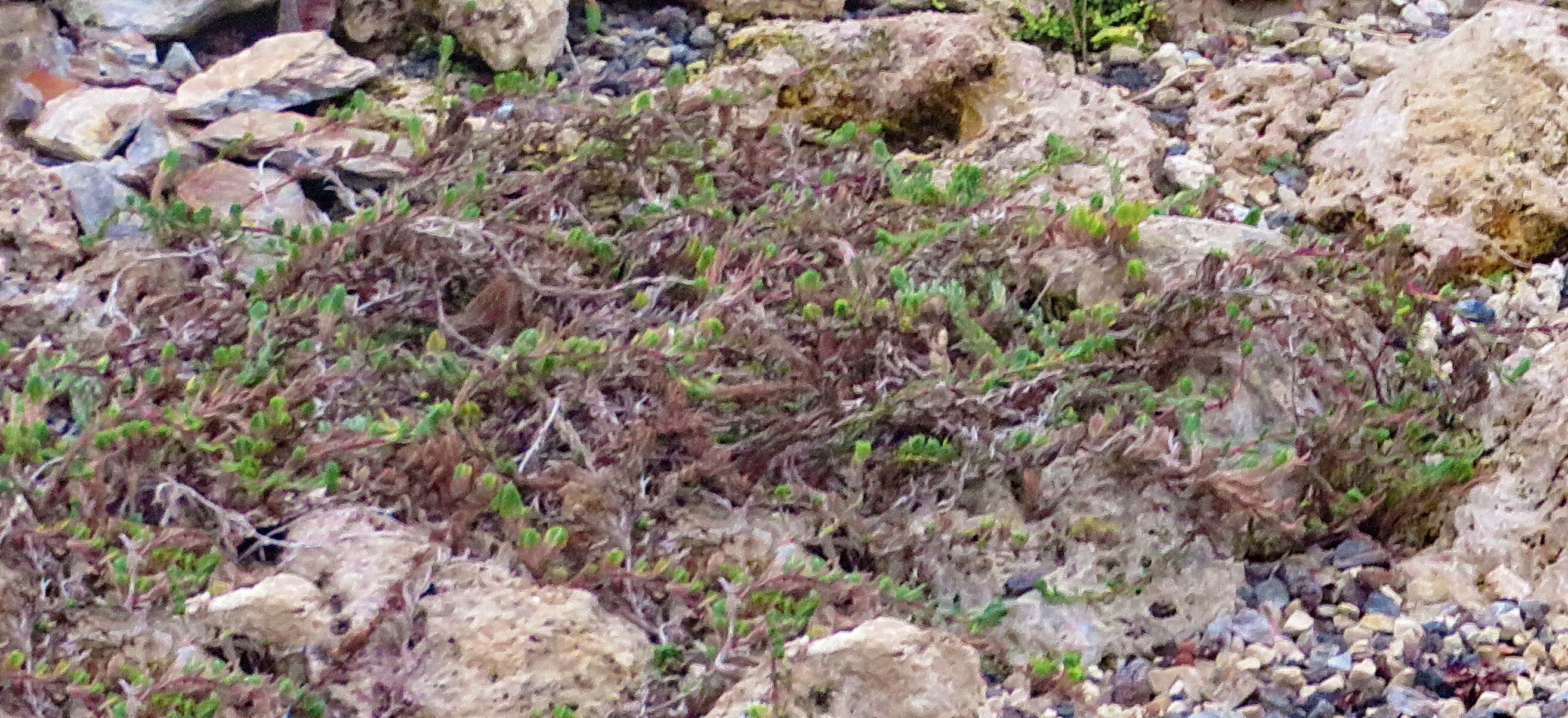 Thymus leucotrichus — search result for 'Thymus'