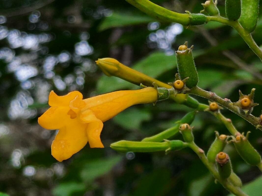 Hamelia xerocarpa flower