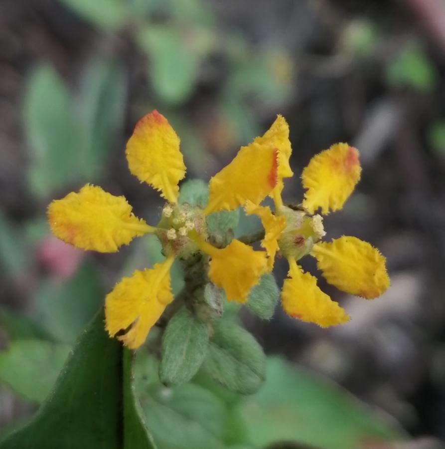 Stigmaphyllon lindenianum — houseplant care guide