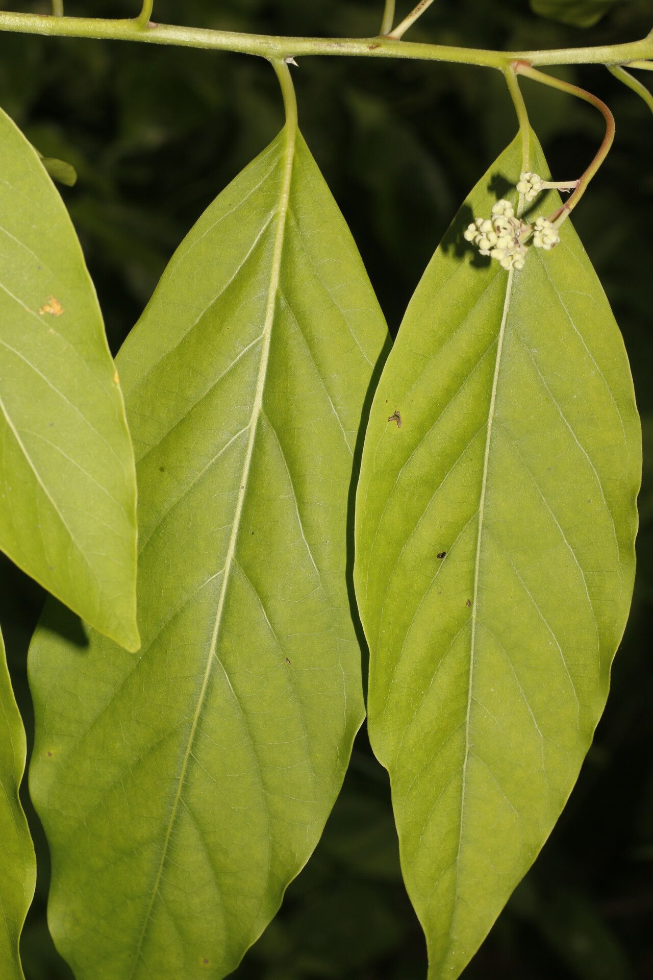 Nectandra martinicensis leaf
