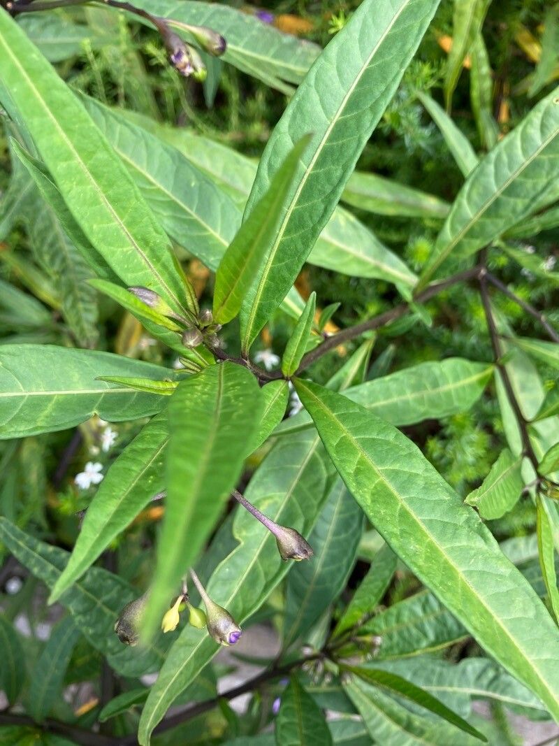 Solanum nudum — search result for 'Solanum'