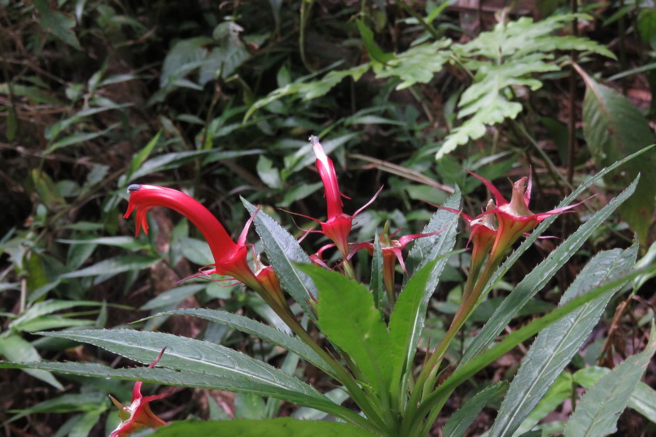 Lobelia persicifolia flower