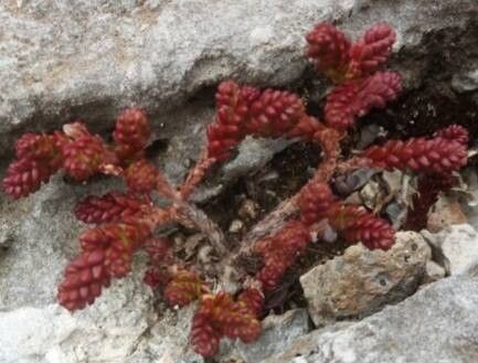 Sedum papillicaulum — houseplant care guide