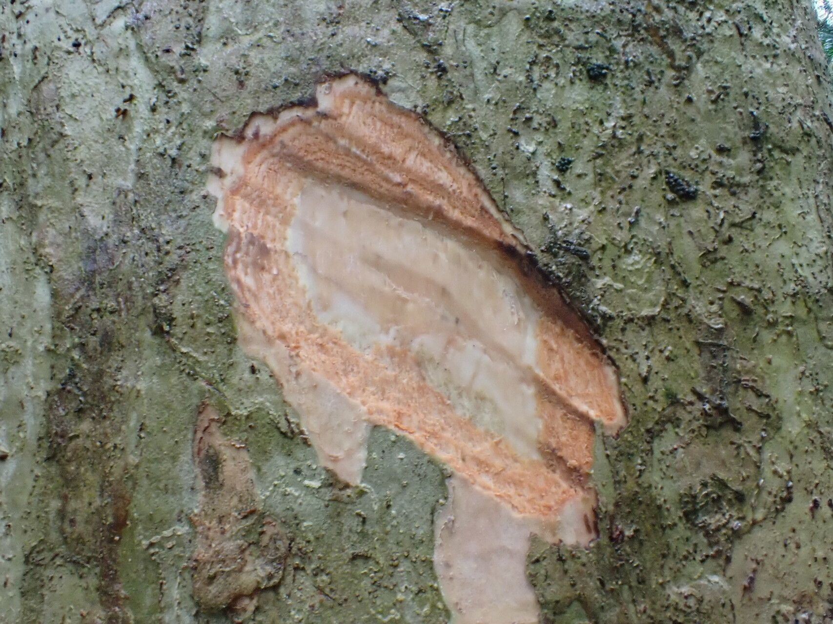 Schrebera arborea bark