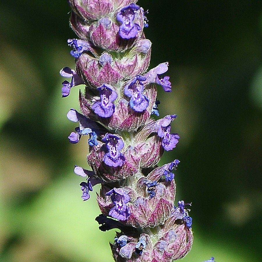 Nepeta tuberosa flower
