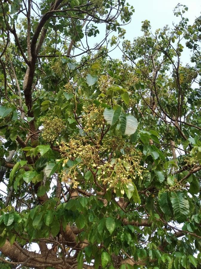 Bursera simaruba flower
