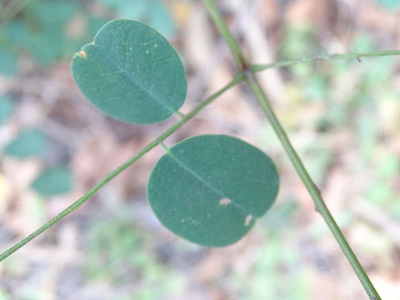 Machaerium lunatum leaf