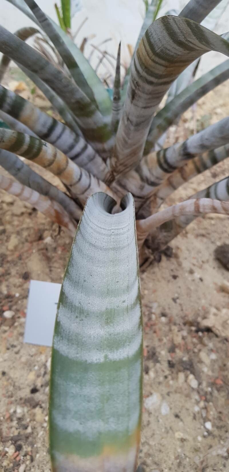 Tillandsia hildae — houseplant care guide