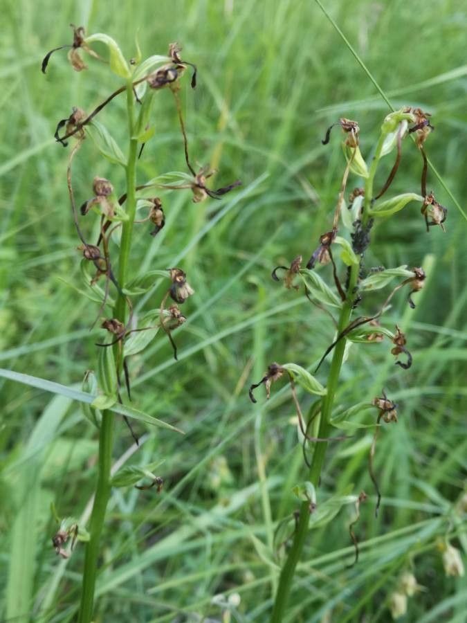 Platanthera bifolia fruit