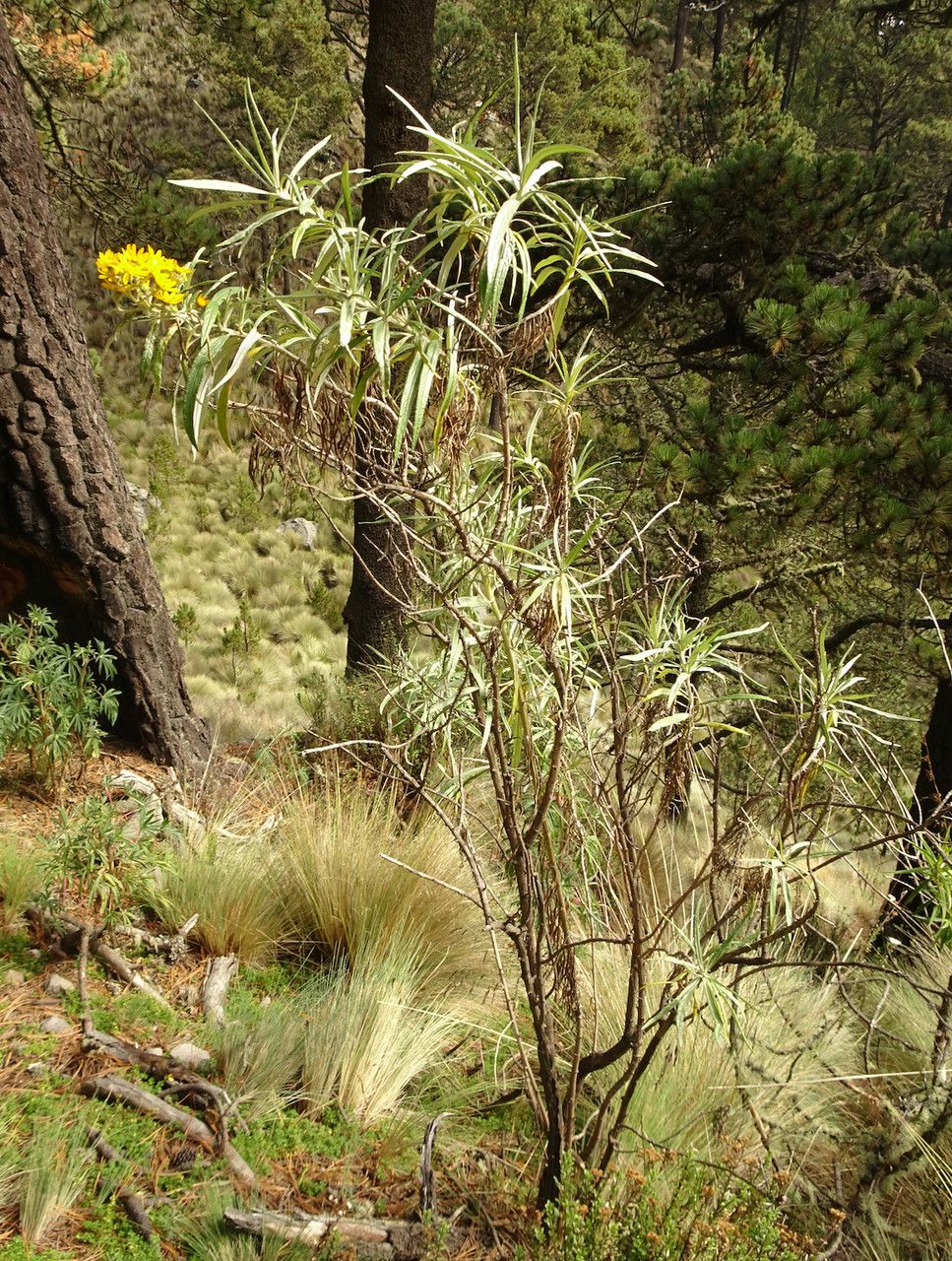 Senecio cinerarioides habit