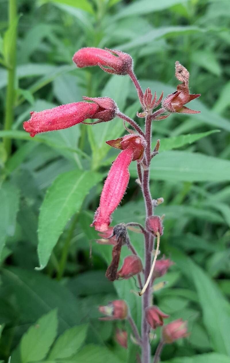 Sinningia warmingii flower