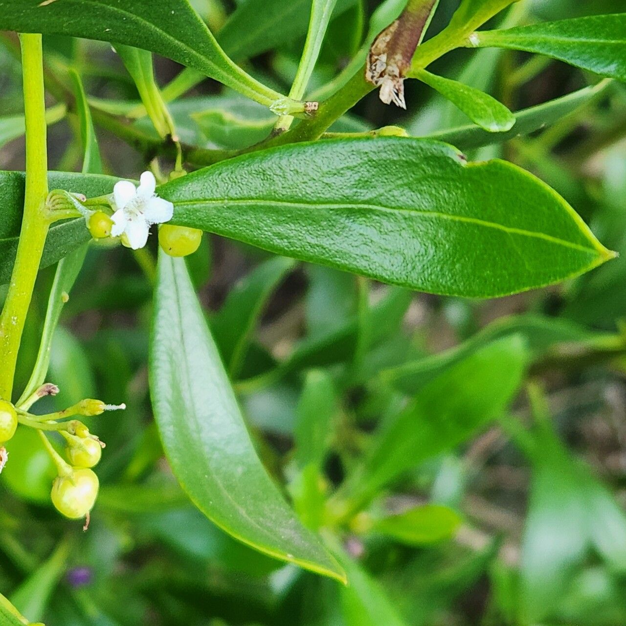 Myoporum boninense — related species from the same genus