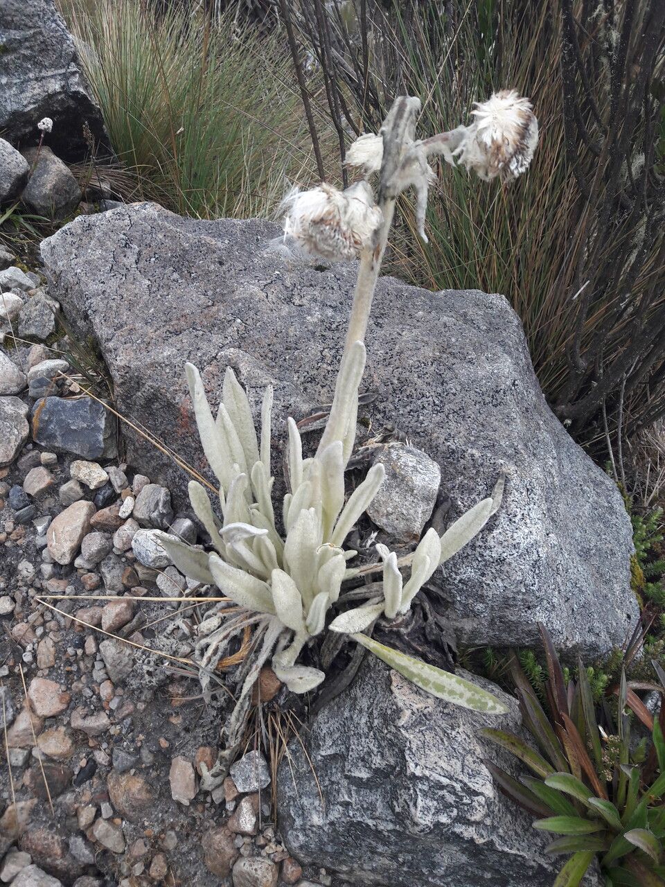 Senecio cocuyanus habit