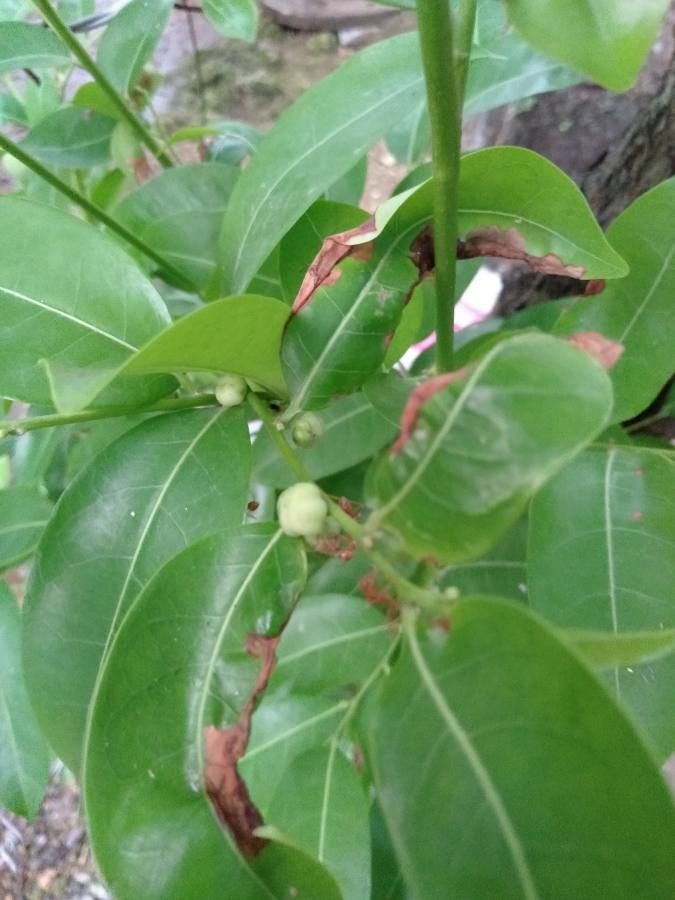 Glochidion rubrum fruit