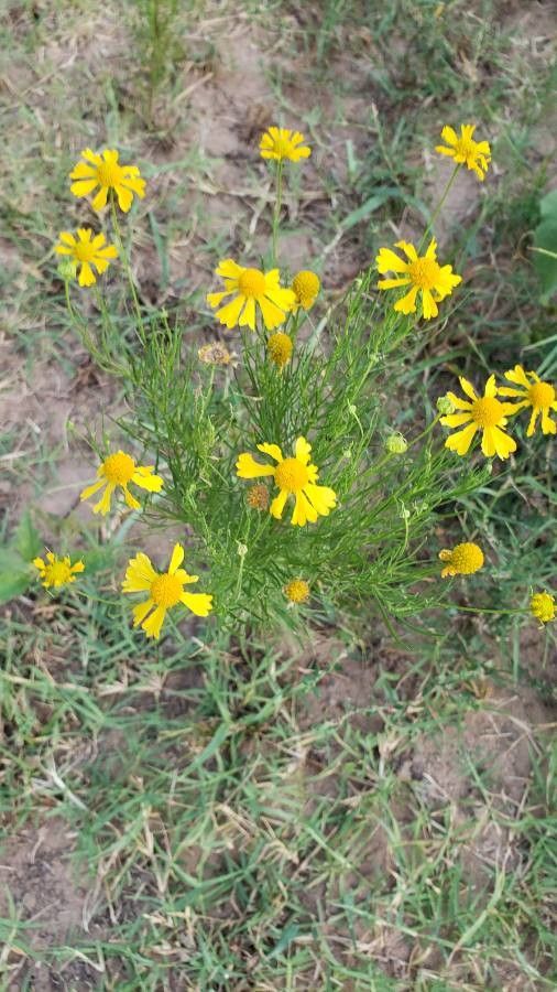 Helenium amarum habit