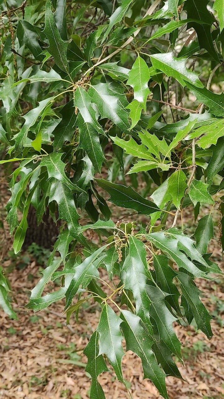 Quercus xalapensis leaf