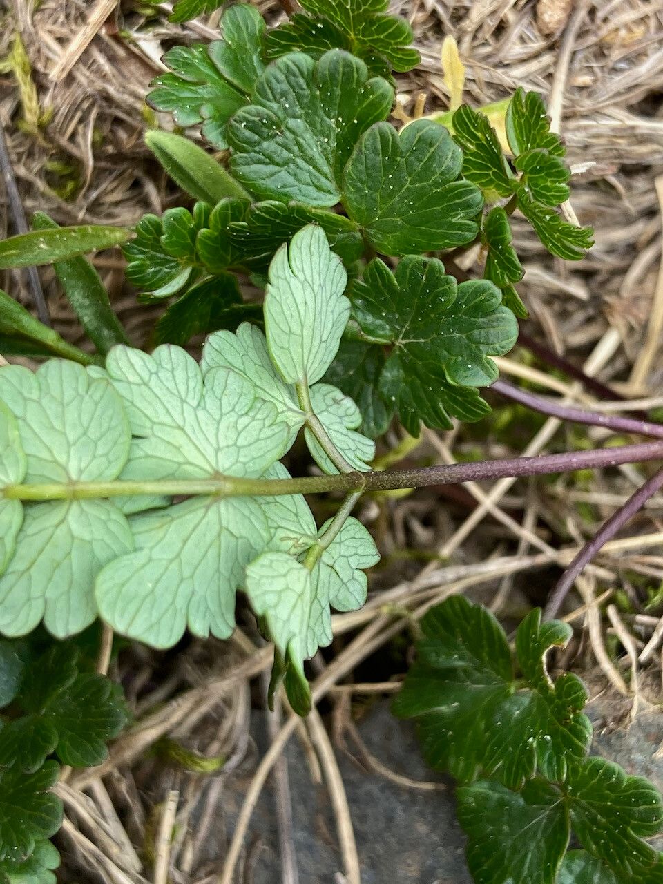 Thalictrum alpinum leaf