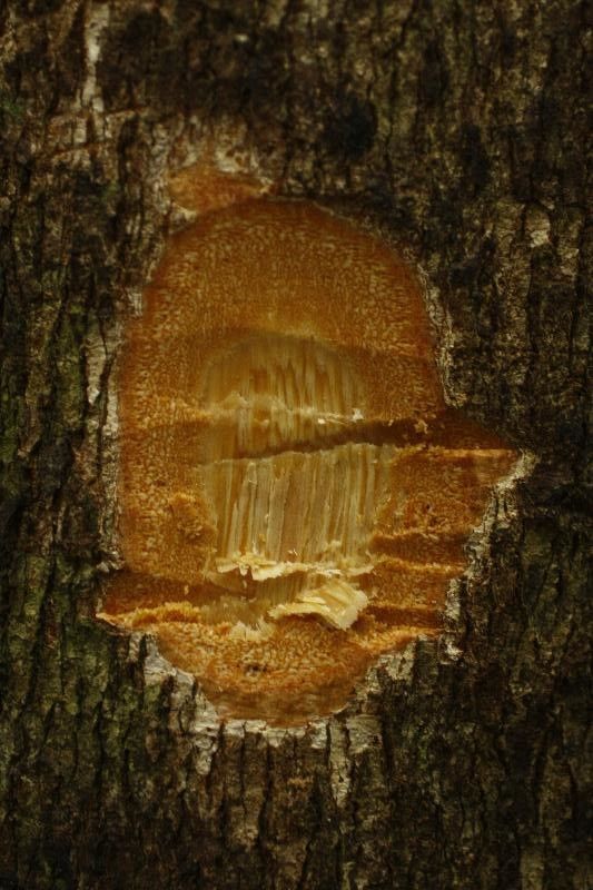 Andira coriacea other