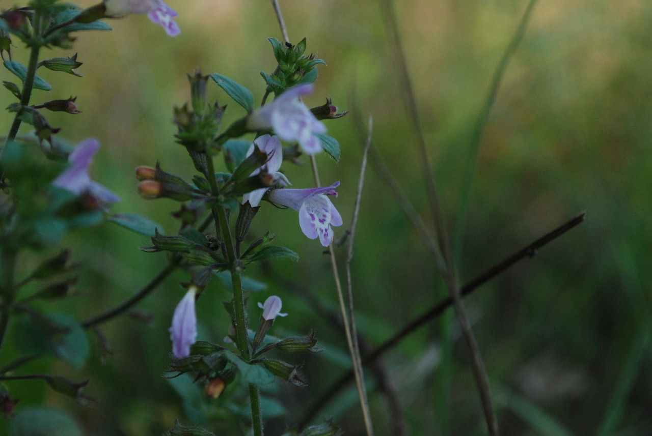 Clinopodium ascendens flower