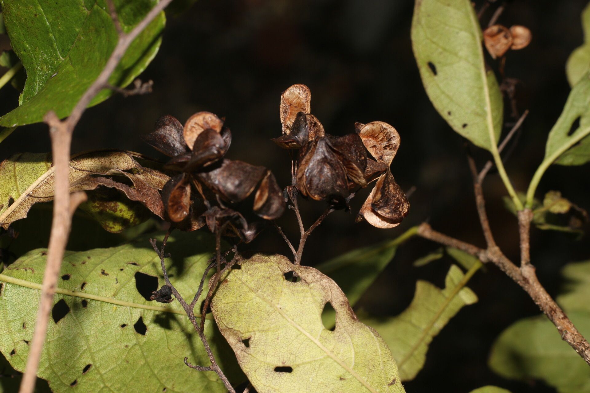 Bourreria andrieuxii fruit