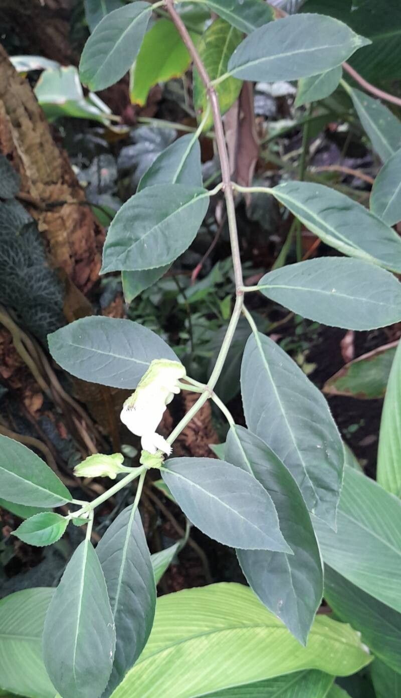 Drymonia lanceolata habit