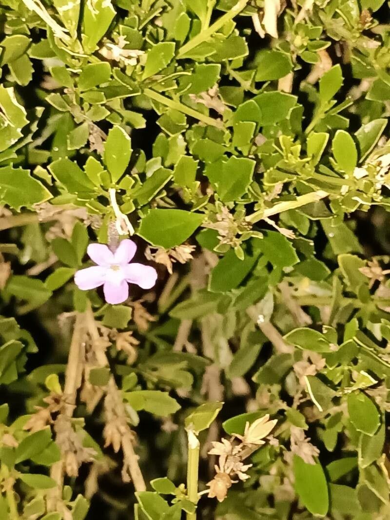 Freylinia tropica flower