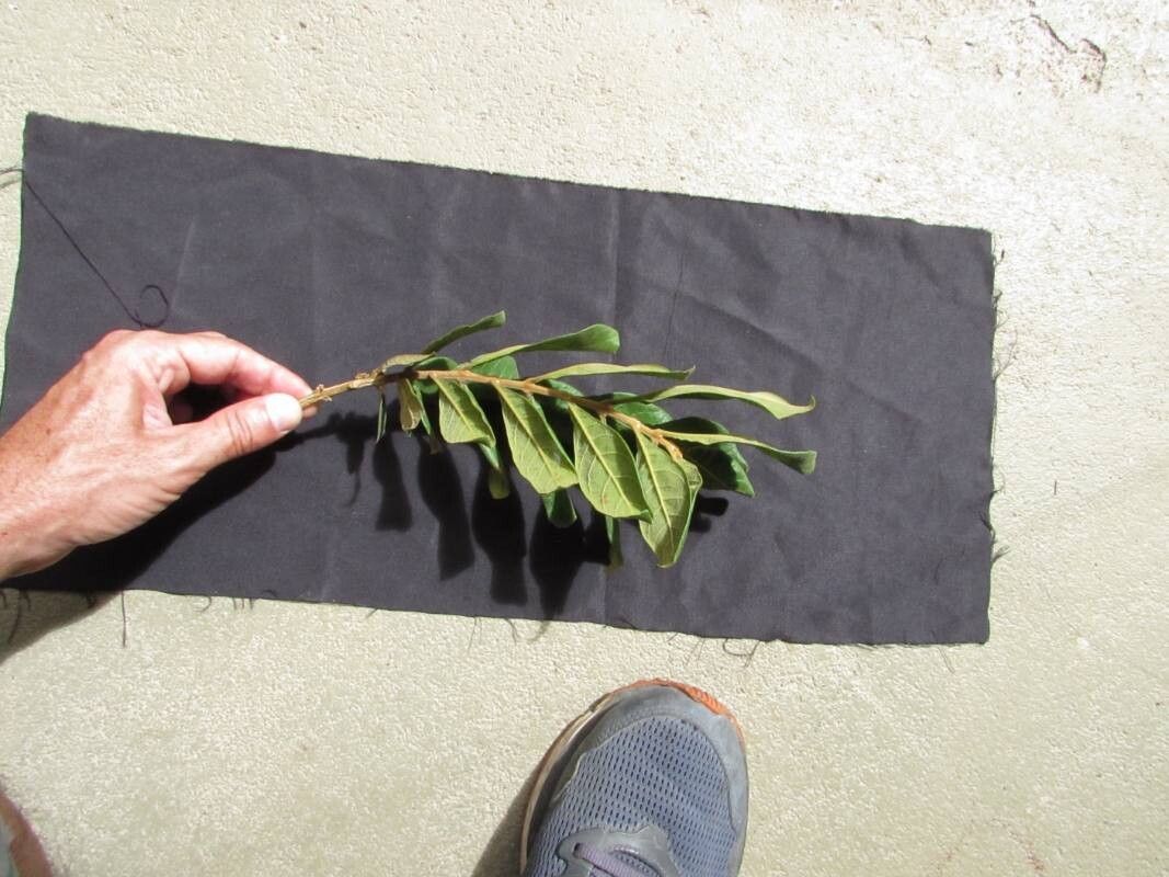 Aegiphila verticillata — houseplant care guide