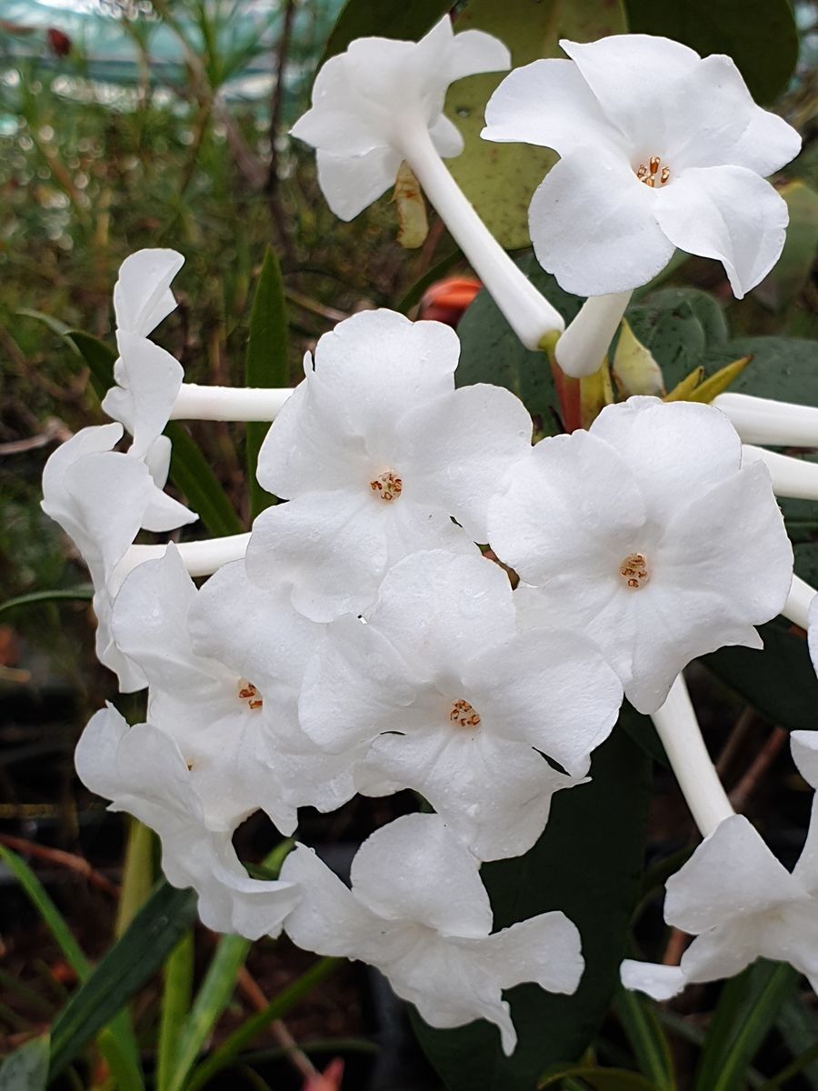 Rhododendron niveoflorum flower
