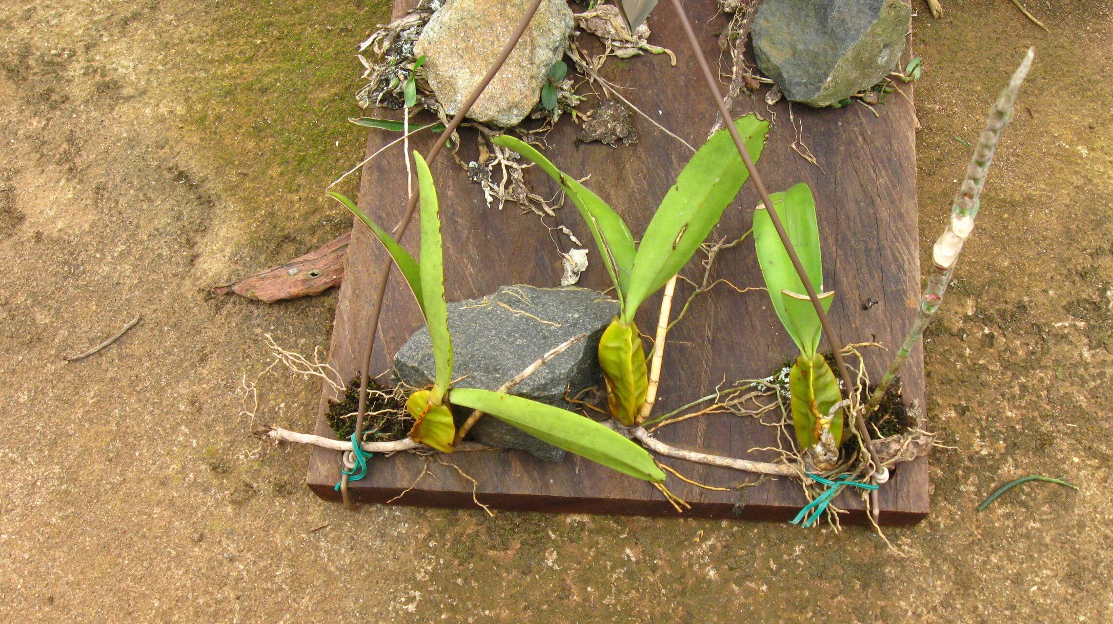 Bulbophyllum lupulinum habit