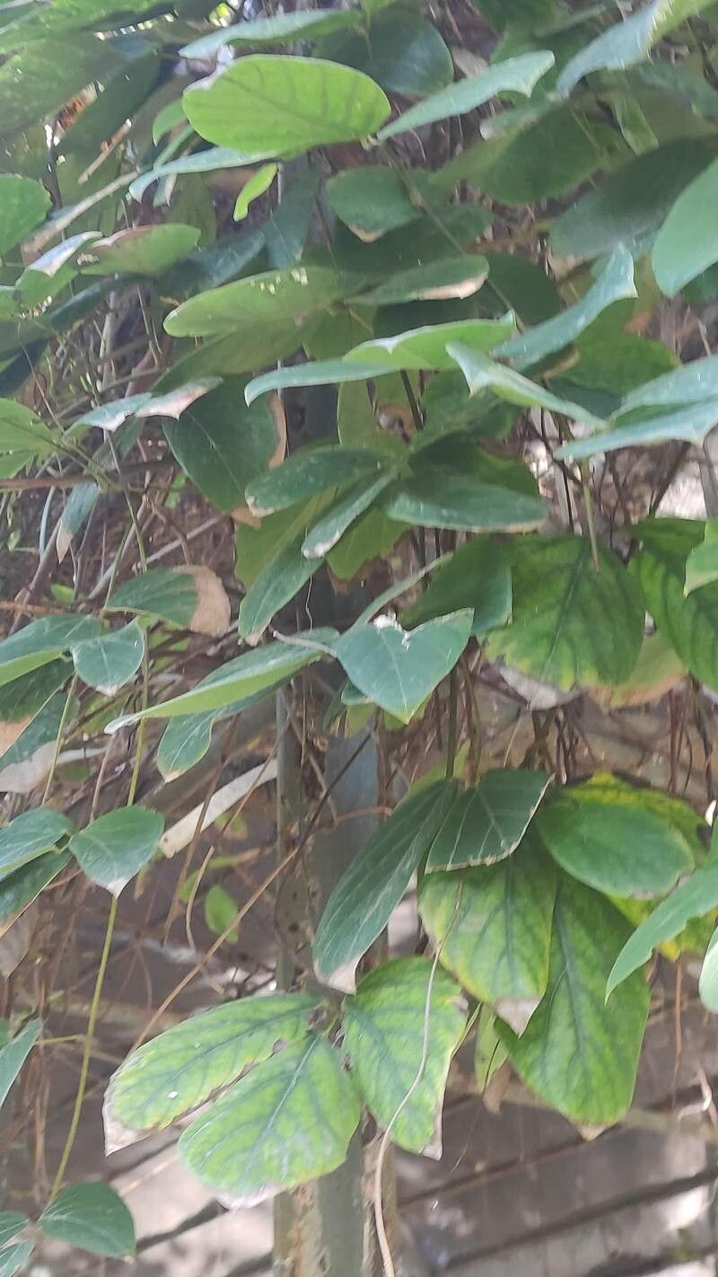 Mucuna macrocarpa — search result for 'Mucuna'