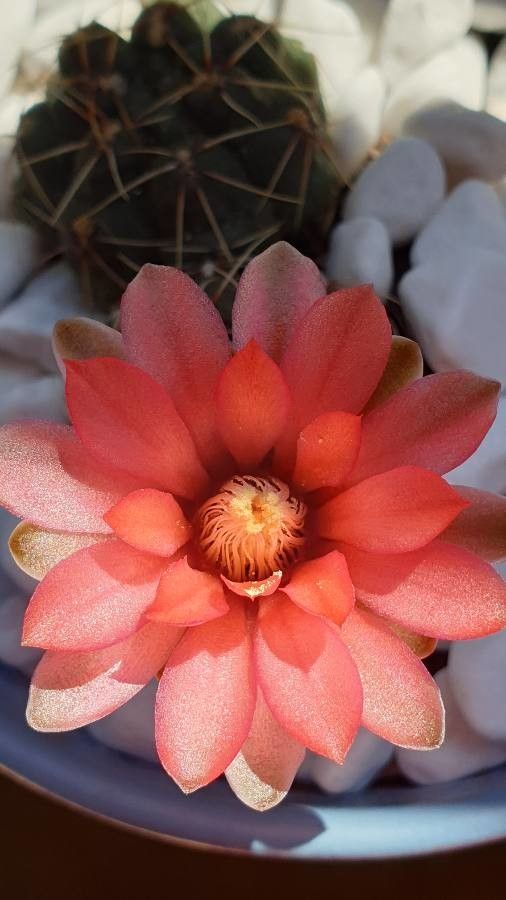 Gymnocalycium Calochlorum flower