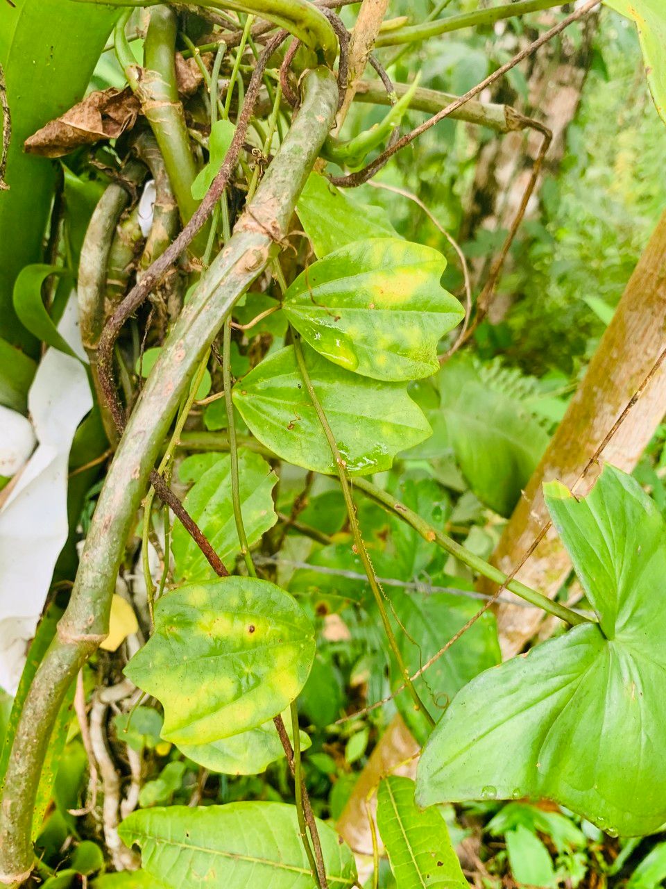 Passiflora lancearia bark
