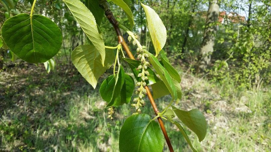 Populus trichocarpa flower