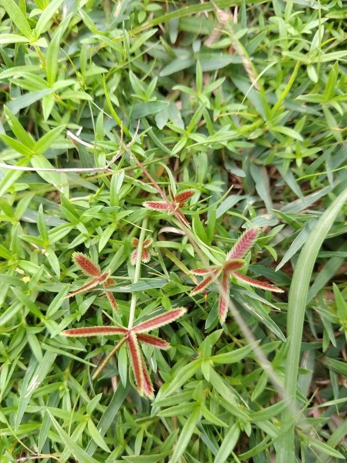 Cyperus squarrosus — search result for 'Saudi Arabia'