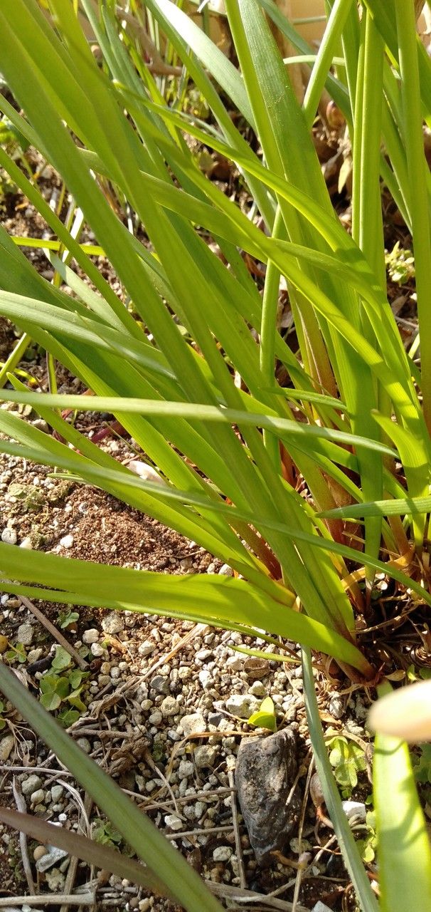 Cyrtanthus mackenii — houseplant care guide