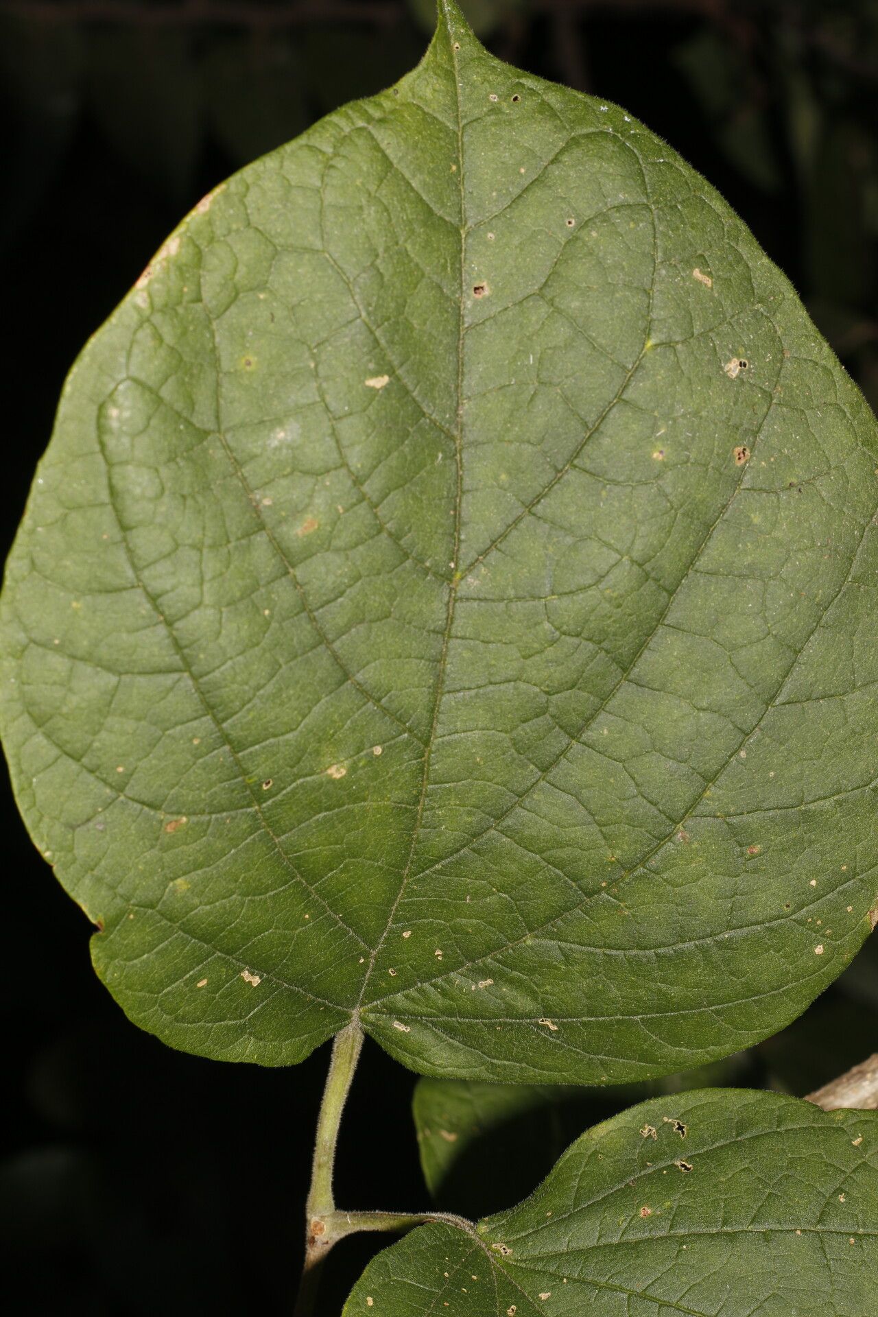 Fridericia mollissima — houseplant care guide