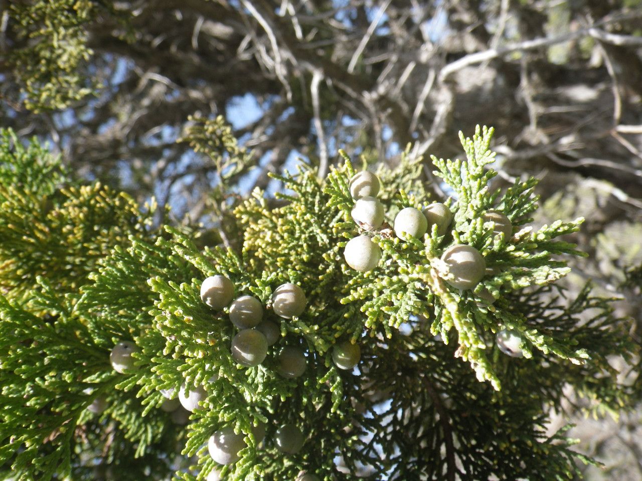 Juniperus foetidissima fruit