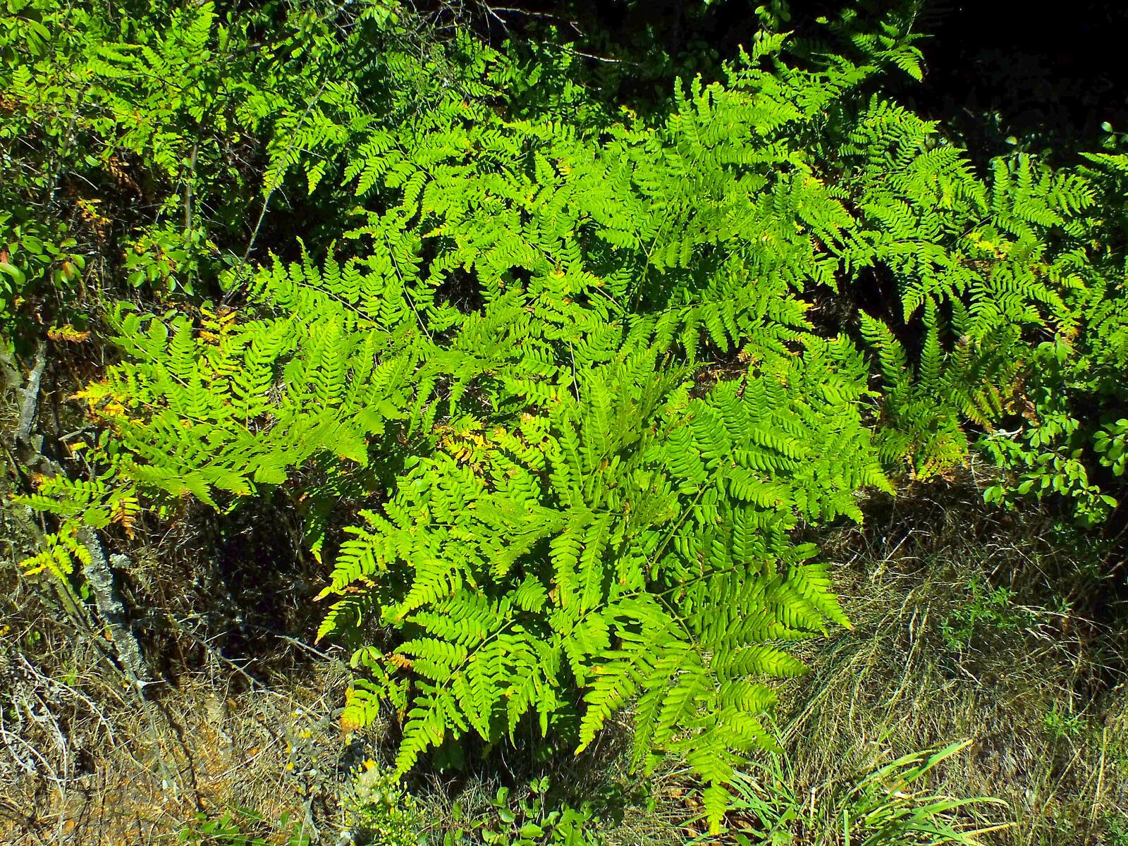 Gymnocarpium dryopteris — search result for 'western Canada'